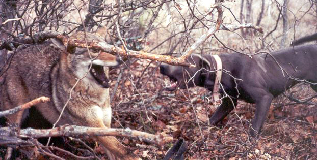Blue Lacy baying coyote